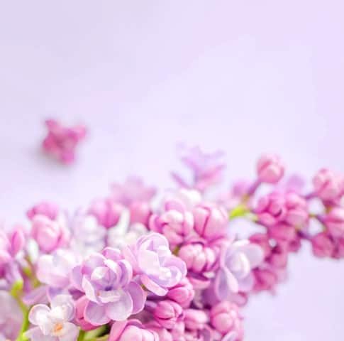 flowers-banner-large.jpg