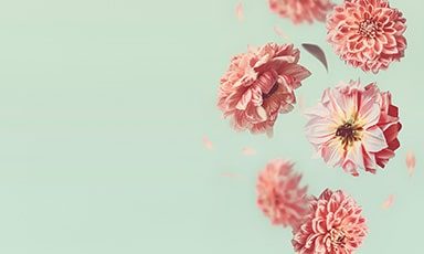 flowers-banner-medium-bottom.jpg
